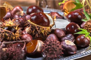 Aesculus hippocastanum - Rosskastanie