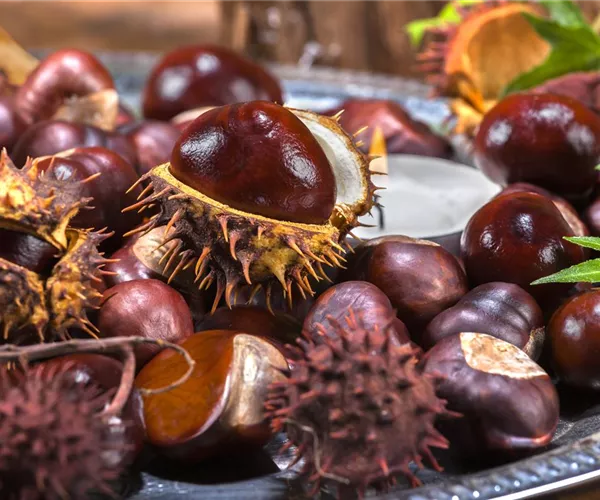 - Rund um die Kastanie   - Rund um die Kastanie