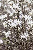 Magnolia stellata - Sternmagnolie Magnolia stellata - Sternmagnolie