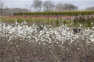 Magnolia stellata - Sternmagnolie Magnolia stellata - Sternmagnolie