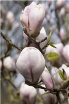Magnolia x soulangiana - Tulpen-Magnolie Magnolia x soulangiana - Tulpen-Magnolie