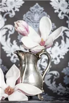 Magnolia x soulangiana - Tulpen-Magnolie Magnolia x soulangiana - Tulpen-Magnolie