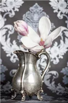 Magnolia x soulangiana - Tulpen-Magnolie Magnolia x soulangiana - Tulpen-Magnolie