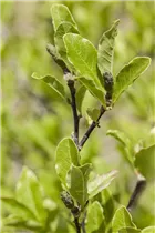 Magnolia x soulangiana - Tulpen-Magnolie Magnolia x soulangiana - Tulpen-Magnolie