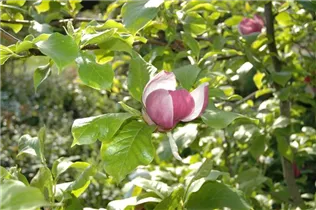 Magnolia x soulangiana - Tulpen-Magnolie Magnolia x soulangiana - Tulpen-Magnolie