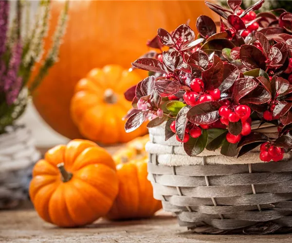 - Die Haustür als Visitenkarte – Ideen für die herbstliche Dekoration  - Die Haustür als Visitenkarte – Ideen für die herbstliche Dekoration