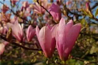 Magnolia x soulangiana - Tulpen-Magnolie Magnolia x soulangiana - Tulpen-Magnolie