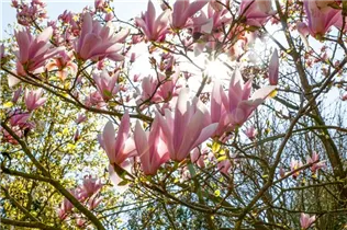 Magnolia x soulangiana - Tulpen-Magnolie Magnolia x soulangiana - Tulpen-Magnolie