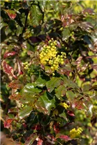 Mahonia aquifolium - Gewöhnliche Mahonie Mahonia aquifolium - Gewöhnliche Mahonie
