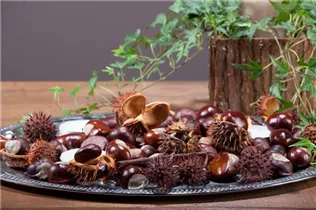 Aesculus hippocastanum - Rosskastanie