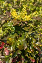 Mahonia aquifolium - Gewöhnliche Mahonie Mahonia aquifolium - Gewöhnliche Mahonie