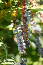 Mahonia aquifolium - Gewöhnliche Mahonie Mahonia aquifolium - Gewöhnliche Mahonie