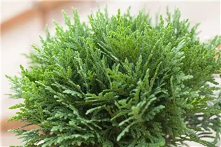  - Thuja occidentalis 'Danica'