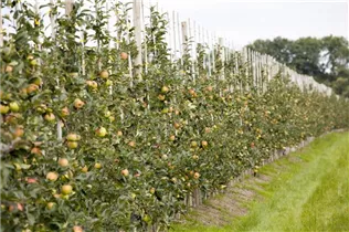 Malus domestica, Säule - Säulenapfel Malus domestica, Säule - Säulenapfel