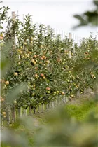 - Säulenobst  - Säulenobst