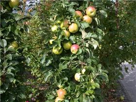 Malus domestica, Säule - Säulenapfel Malus domestica, Säule - Säulenapfel