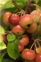 Malus 'Evereste'® - Zierapfel 'Evereste'®