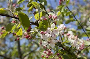 Malus 'Evereste'® - Zierapfel 'Evereste'®