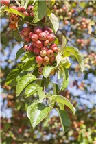 Malus 'Evereste'® - Zierapfel 'Evereste'®