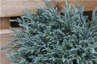 Chamaecyparis pisifera 'Blue Moon'® - Sawara-Scheinzypresse 'Blue Moon'® Chamaecyparis pisifera 'Blue Moon'® - Sawara-Scheinzypresse 'Blue Moon'®