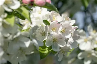 Malus 'Evereste'® - Zierapfel 'Evereste'®