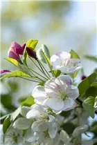 Malus 'Evereste'® - Zierapfel 'Evereste'®