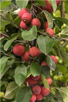 Malus Hybride - Zier-Apfel