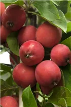 Malus Hybride - Zier-Apfel