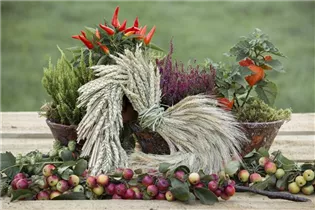 Malus Hybride - Zier-Apfel