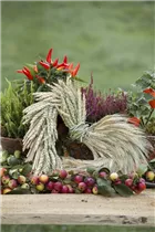 Malus Hybride - Zier-Apfel