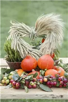 Malus Hybride - Zier-Apfel