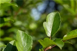 Malus Hybride - Zier-Apfel