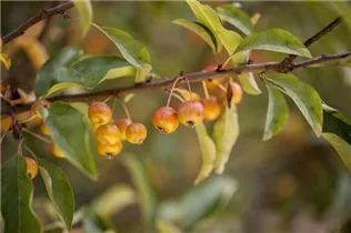 Malus 'Pom Zai'® - Zierapfel 'Pom Zai'®