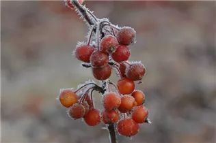 Malus 'Pom Zai'® - Zierapfel 'Pom Zai'®