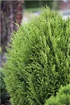  - Thuja plicata 'Little Boy'