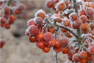 Malus 'Pom Zai'® - Zierapfel 'Pom Zai'®