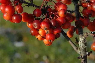 Malus 'Pom Zai'® - Zierapfel 'Pom Zai'®