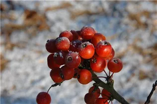 Malus 'Pom Zai'® - Zierapfel 'Pom Zai'®