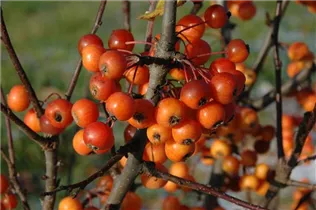Malus 'Pom Zai'® - Zierapfel 'Pom Zai'®