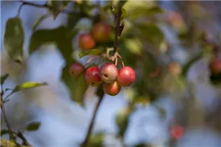 Malus x moerlandsii 'Red Sentinel' - Zierapfel 'Red Sentinel'