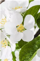 Malus x moerlandsii 'Red Sentinel' - Zierapfel 'Red Sentinel'