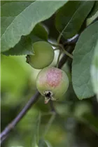 Malus x moerlandsii 'Red Sentinel' - Zierapfel 'Red Sentinel'