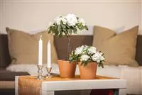 - Eine Azalee im Zimmer verschönert die Winterzeit  - Eine Azalee im Zimmer verschönert die Winterzeit