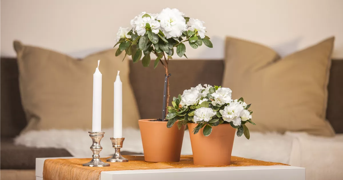  - Eine Azalee im Zimmer verschönert die Winterzeit