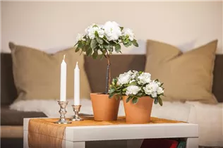 Indische Azalee - Rhododendron simsii