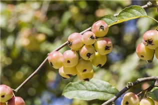 Malus x moerlandsii 'Red Sentinel' - Zierapfel 'Red Sentinel'