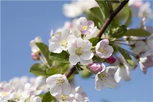 Malus x moerlandsii 'Red Sentinel' - Zierapfel 'Red Sentinel'