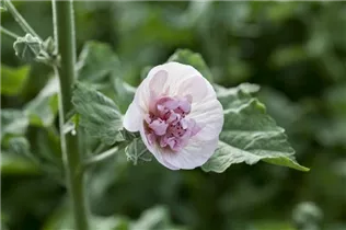 Malva sylvestris - Garten-Malve Malva sylvestris - Garten-Malve