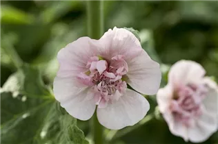 Malva sylvestris - Garten-Malve Malva sylvestris - Garten-Malve