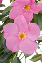 Mandevilla sanderi - Brasiljasmin Mandevilla sanderi - Brasiljasmin